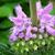 Phlomis tuberosa 'Amazone'