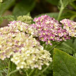 Achillea Millefolium 'DESERT EVE Deep Rose' - 