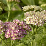 Achillea Millefolium 'DESERT EVE Deep Rose' - 