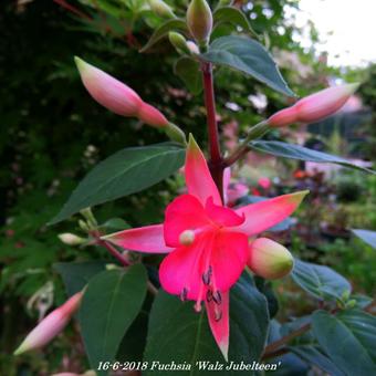 Fuchsia 'Walz Jubelteen'