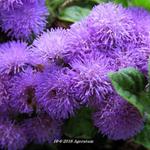 Ageratum - 