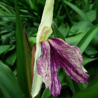 Roscoea x beesiana