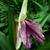 Roscoea x beesiana