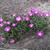 Delosperma cooperi 'Table Mountain'