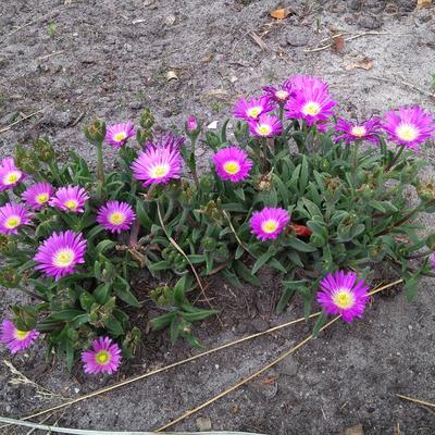 Delosperma cooperi 'Table Mountain'