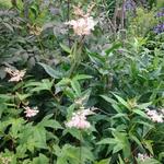 Filipendula purpurea - 