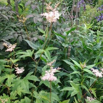 Filipendula purpurea