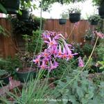 Tulbaghia 'Moya' - 