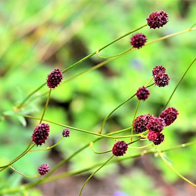 Sanguisorba obtusa 'Chocolate Tipp' - Sanguisorba obtusa 'Chocolate Tipp'