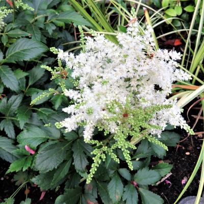 Astilbe x arendsii 'Diamant'