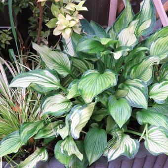 Hosta 'June'