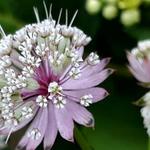 Astrantia - Sterndolde