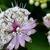 Astrantia