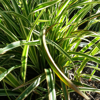 Carex morrowii 'Goldband'