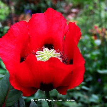 Papaver somniferum