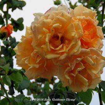 Rosa 'Goldener Olymp'