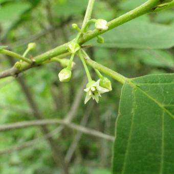 Frangula alnus