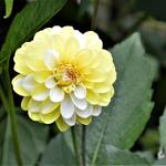 Dahlia 'Double Jill' - 