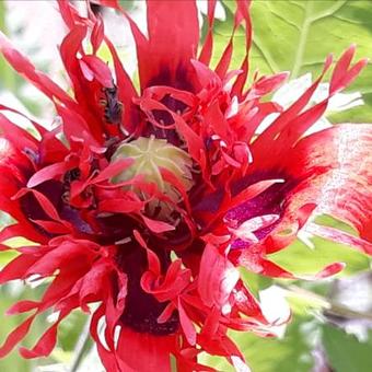 Papaver somniferum