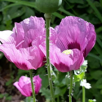 Papaver somniferum