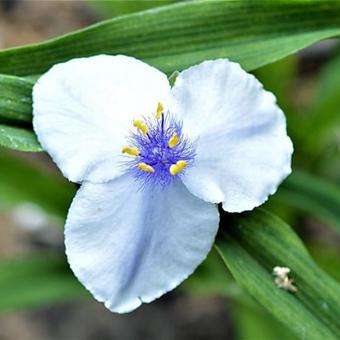 Tradescantia andersoniana 'Osprey'