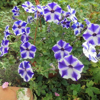 Surfinia 'Blue Stardust'