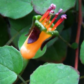 Fuchsia procumbens