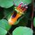 Fuchsia procumbens