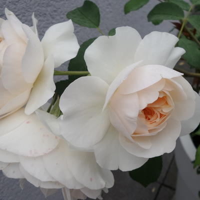 Rosa 'Lichfield Angel' - 