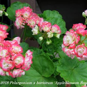 Pelargonium x hortorum 'Appleblossom Rosebud'