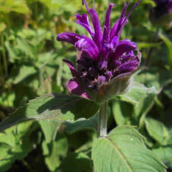 Monarda 'Purple Lace'