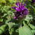 Monarda 'Purple Lace'