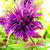 Monarda 'Hartwood Wine'