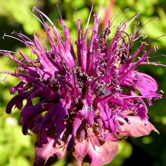 Monarda 'Hartwood Wine'