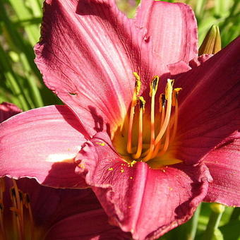 Hemerocallis 'Summer Wine'