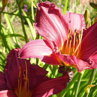 Hemerocallis 'Summer Wine'