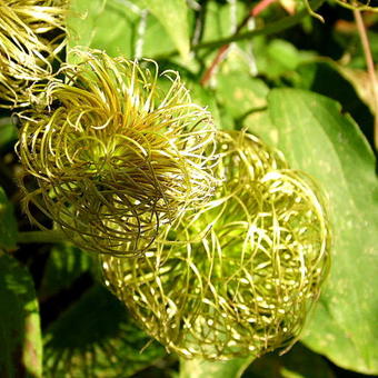 Clematis 'The First Lady'