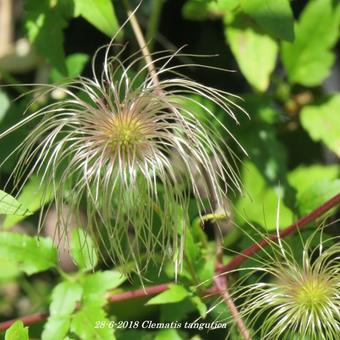 Clematis tangutica