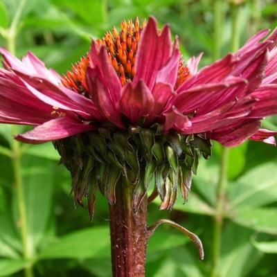 Echinacea purpurea 'Fatal Attraction' - Echinacea purpurea 'Fatal Attraction'