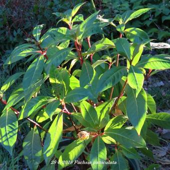 Fuchsia paniculata