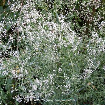 Gypsophila paniculata