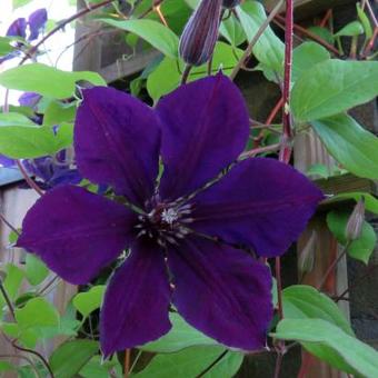 Clematis 'Jackmanii'