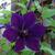 Clematis 'Jackmanii'