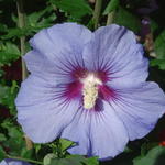 Hibiscus syriacus ‘Marina’ - Hibiscus syriacus ‘Marina’