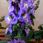 Angelonia angustifolia 'ANGELMIST Lavender Stripe' - 