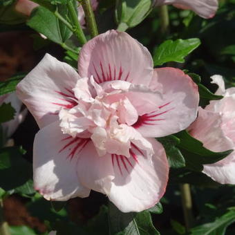 Hibiscus syriacus 'Lady Stanley'