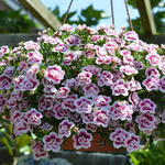 Calibrachoa 'Double Pink Tastic' - 