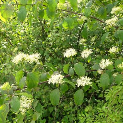 Cornus sanguinea - Cornouiller sanguin