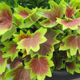 Pelargonium 'Lotusland' (Stellar type)