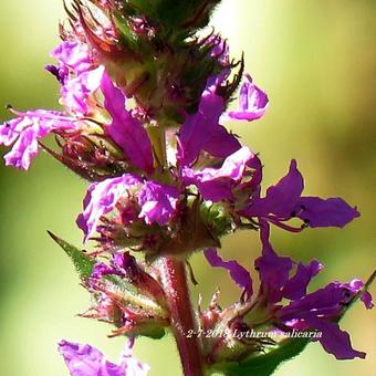 Lythrum salicaria